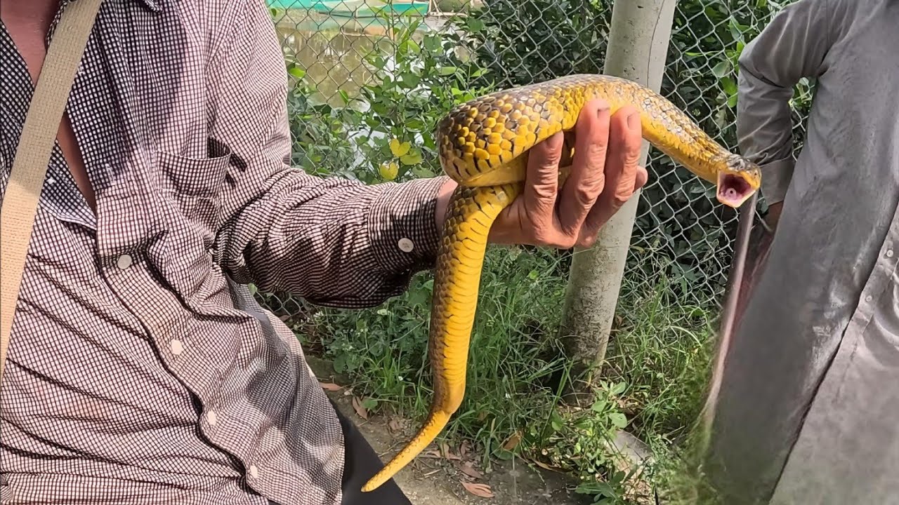 Con Rắn Có Cái Màu Đặt Biệt || Giang Ca SB #59