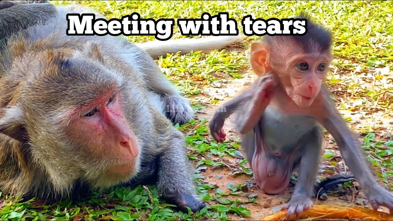 Thank you for this meeting Olivia and her son … / Mila monkey troop 2023.