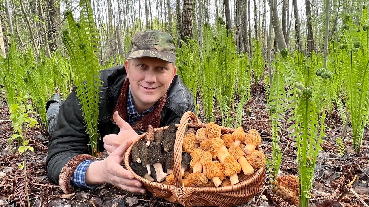 ЗОЛОТО ЛЕСА ! Сморчки и золотистые шапочки ! Грибы 2022 !