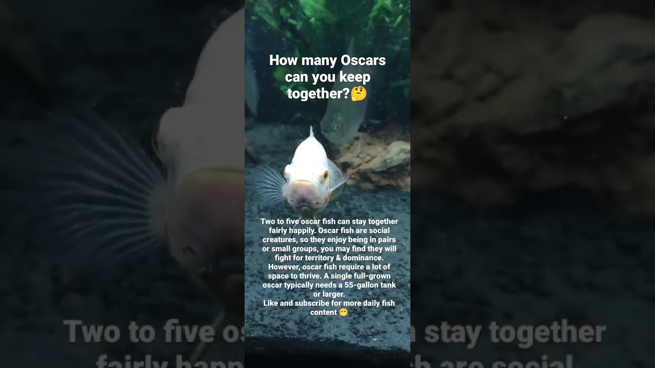 How Many Oscars Can You Keep Together fish aquarium fishtank How Many Oscars Can You Keep Together fish aquarium fishtank