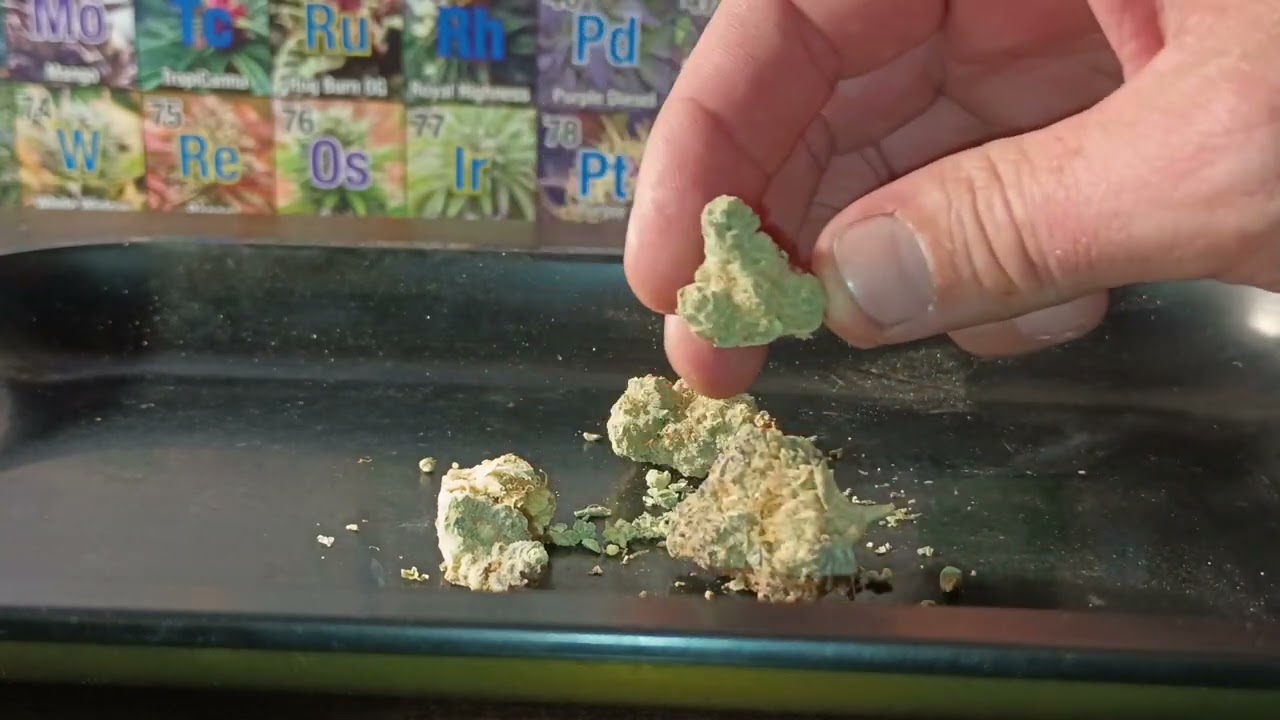 Garlic Fusion strain review