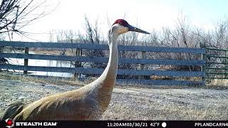 Sandhill Crane Struts Past Camera by People and Carnivores 48 views 2 years ago 21 seconds