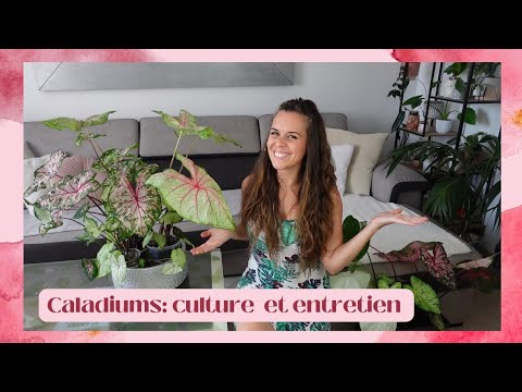 Caladiums 2: Culture et entretien pour avoir de beaux caladiums