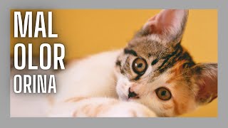 ¿Por qué huele mal la orina de los gatos?