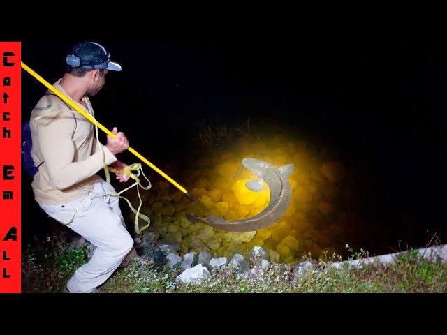 SPEAR FISHING EXOTICS from LAND at NIGHT! 