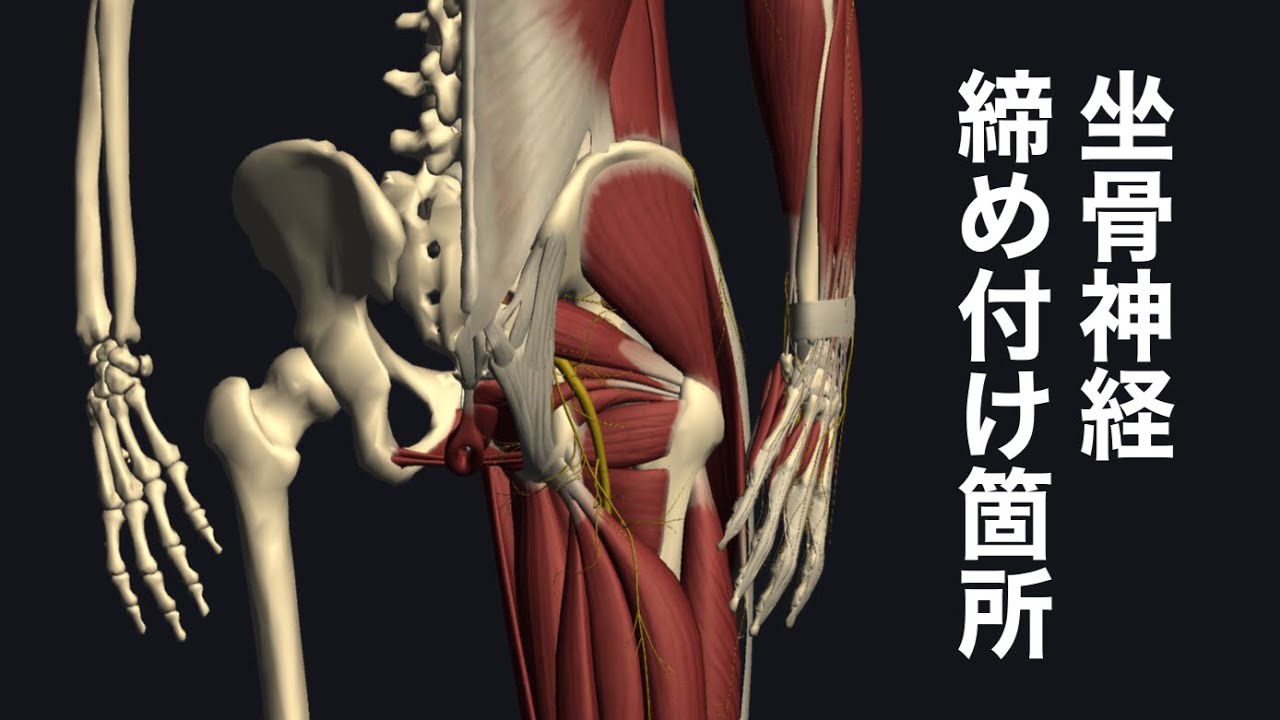 坐骨神経の解剖学と締め付けが起こりやすい箇所を解説してみた