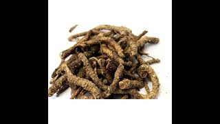 Kutki, Picrorhiza Kurroa, , Katukarogini, Kadugurohini, Katukhurohani