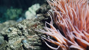 Anemone | 3dsmax x tyflow | File on Patreon