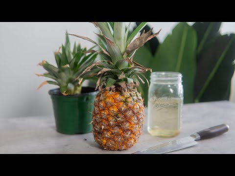 Fotograma del video: Disfrutando una Piña sin desperdicios