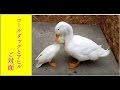 【ZOO TIME】コールダックとアヒルご対面