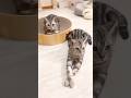 人為的に距離を詰めてみたりもしてます #猫 #アメリカンショートヘア #shorts