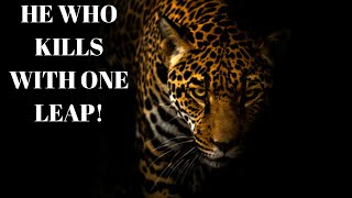 Watch out for "HE WHO KILLS WITH ONE LEAP" the Jaguar! [Wild n majestic] How Far Can A Jaguar Leap