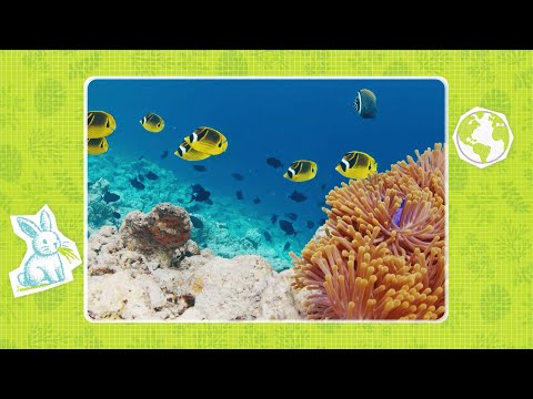 Cadenas alimentarias | Ciencias Naturales 4 🌱