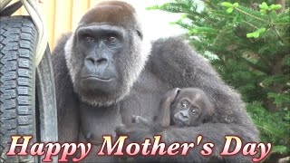 今日は母の日♪ 2人の可愛い息子達を産んでくれたゲンキに感謝⭐️ゴリラGorilla【京都市動物園】Happy Mother's Day!Today is the day to thank Genki