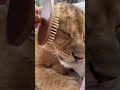 Baby Lion Spa Day: Gentle Fur Brushing