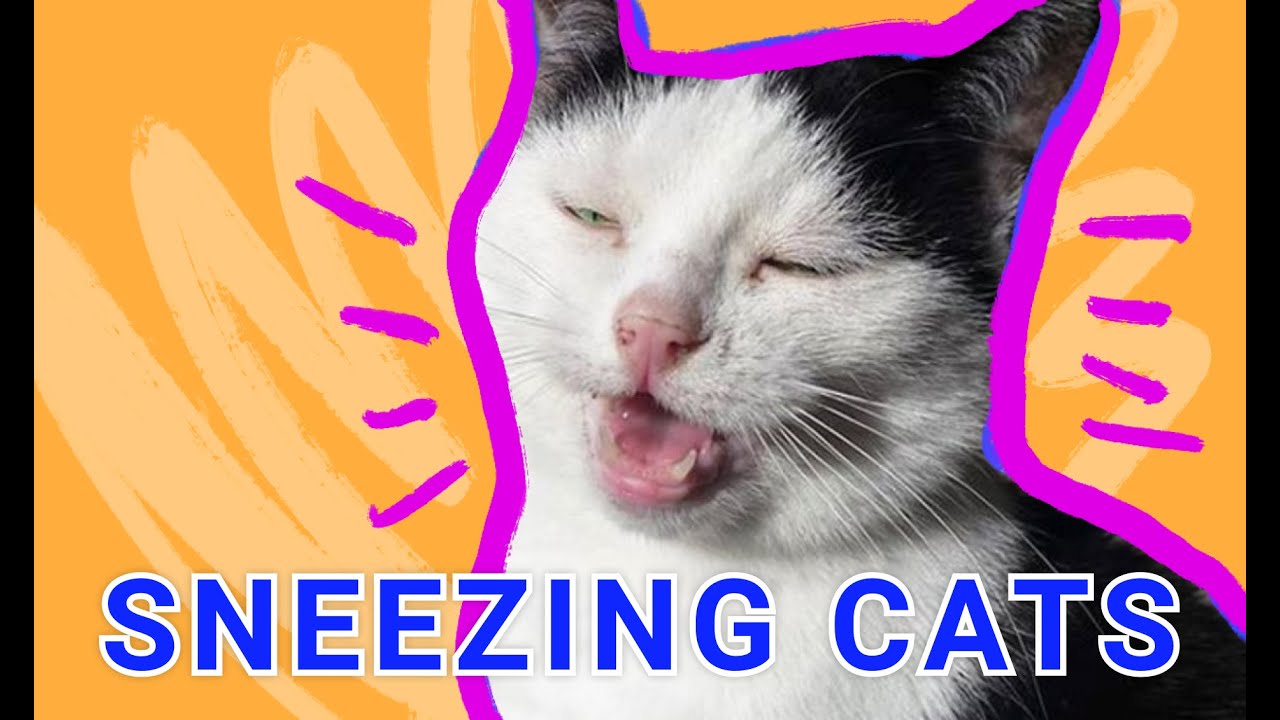 Sneezing Cats | The Best Compilation Cats Are Sneezing 2021 | Funny Cats Sneezing