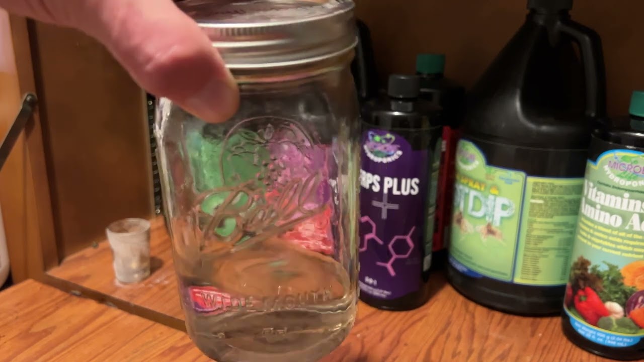 Autoflower’s First Feeding