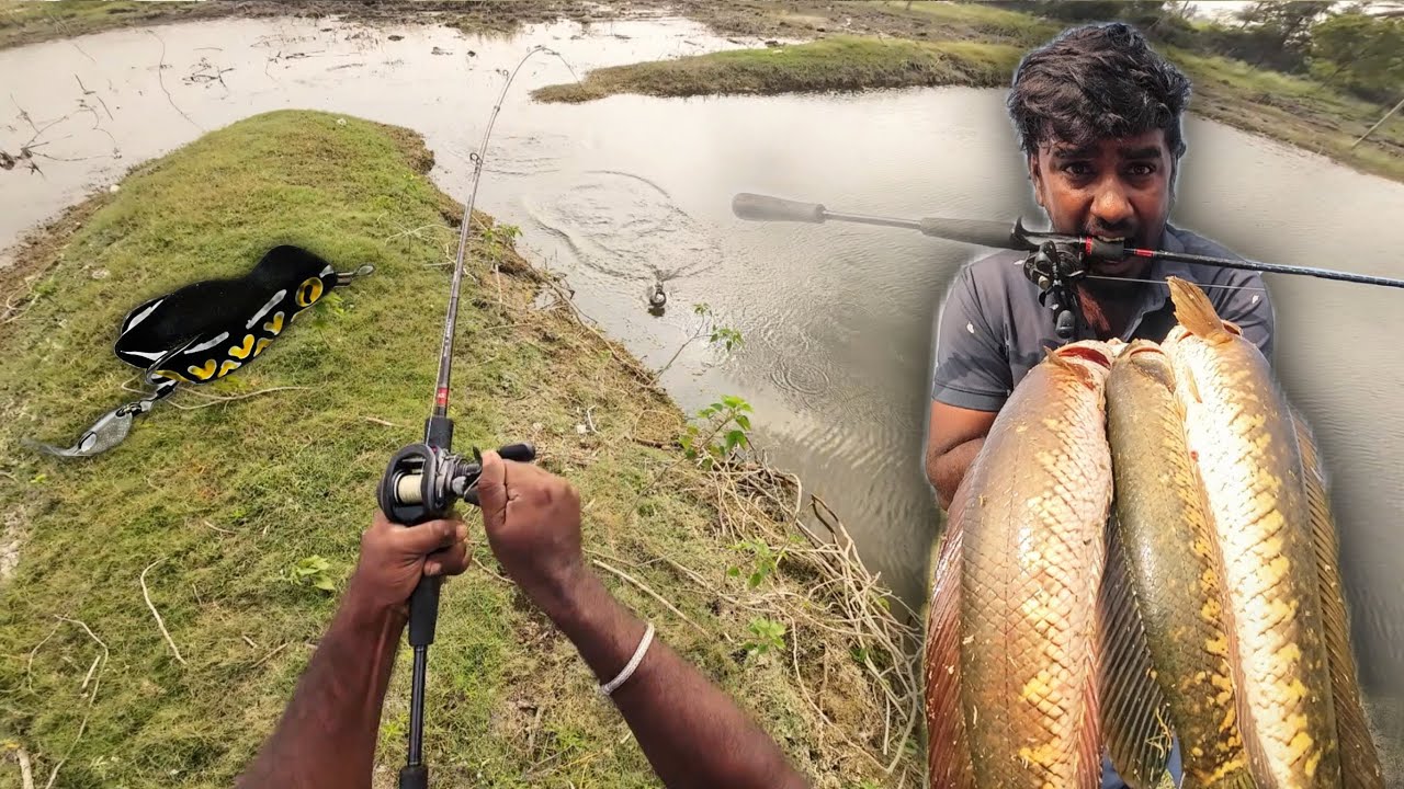 Best Snakehead Fishing Video - Tamil Snakehead Fishing Video - Baby Panda Frog Review 