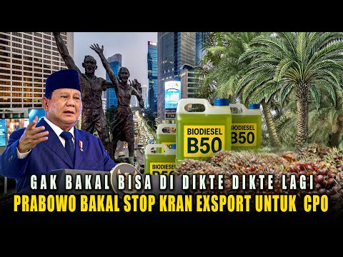 Harga CPO Siap Terbang, Program B50 Indonesia Membutuhkan Tambahan CPO 25 Juta Ton