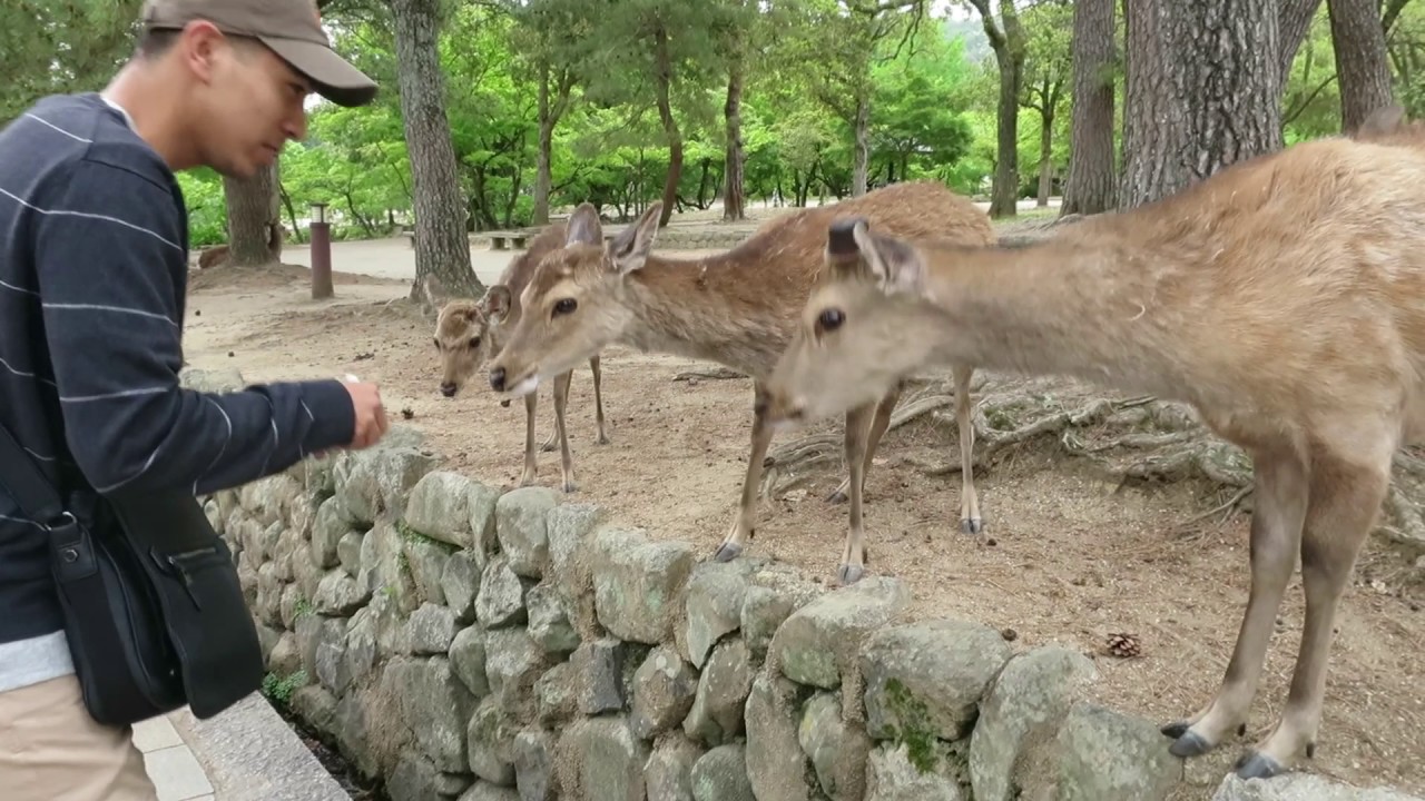 Nara Park