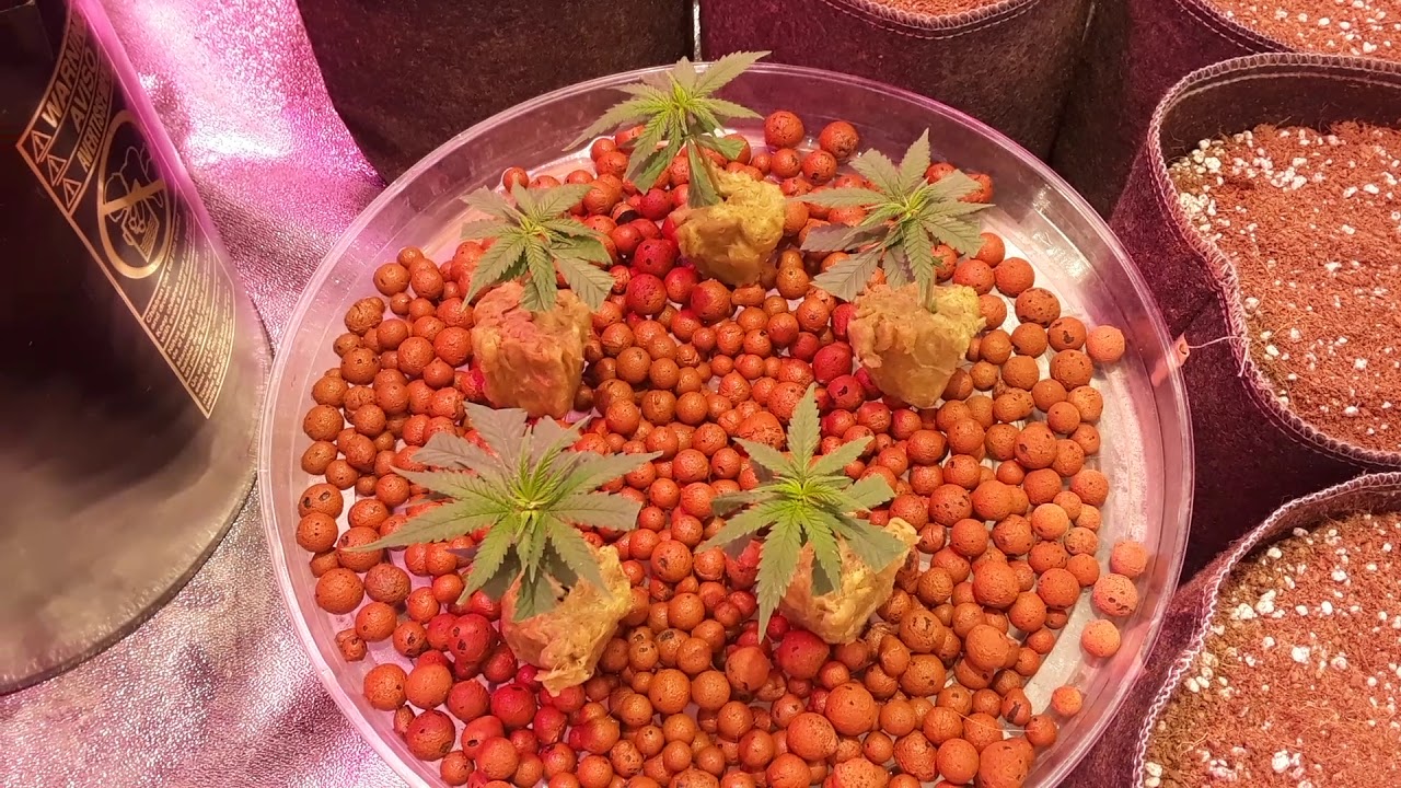 S4 Ep 7: S4 Harvest Results! Germinating Double Grape and Sour Stomper & Pineapple Kush Clones
