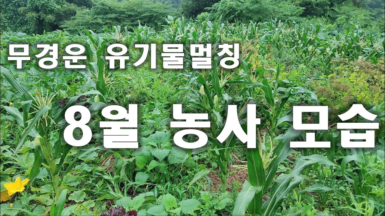 [동영상- 279] (땅심 농사- 3) 무경운 유기물멀칭 - 땅심 활용 농업 - 8월 농사 모습 - YouTube