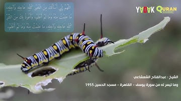 الشيخ عبدالفتاح الشعشاعي وما تيسر له من سورة يوسف - القاهرة - مسجد الحسين  1955م