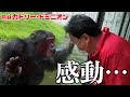天才チンパンジー「パンくん」に動物園の社長が会いにいくと…その反応が泣ける。