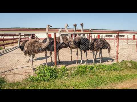 Экскурсия на страусиную ферму под Серпуховым