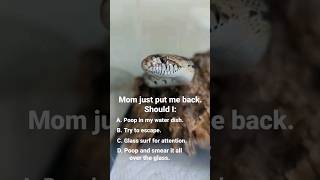 What Should Bullsnake Do?! #snakevideo #bullsnake #reptiles