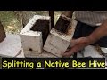 Splitting an Australian Native BeeHive to Make Two Hives