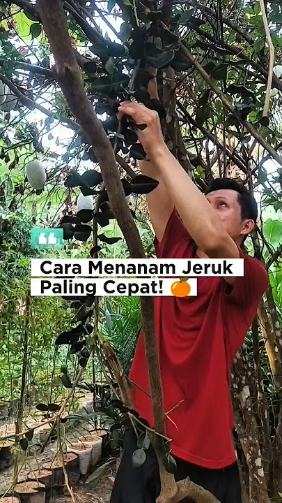 Cara Menanam Jeruk Paling Cepat Tanpa Harus dari Biji | How to Grow Oranges the Fastest Way  #garden