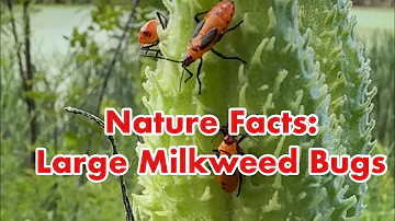 Nature Facts: Large Milkweed Bug #nature #insects #ohionature