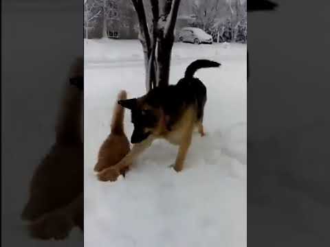 Ce Chat Découvrait La Neige à Son Rythme Quand Soudain Le Chien