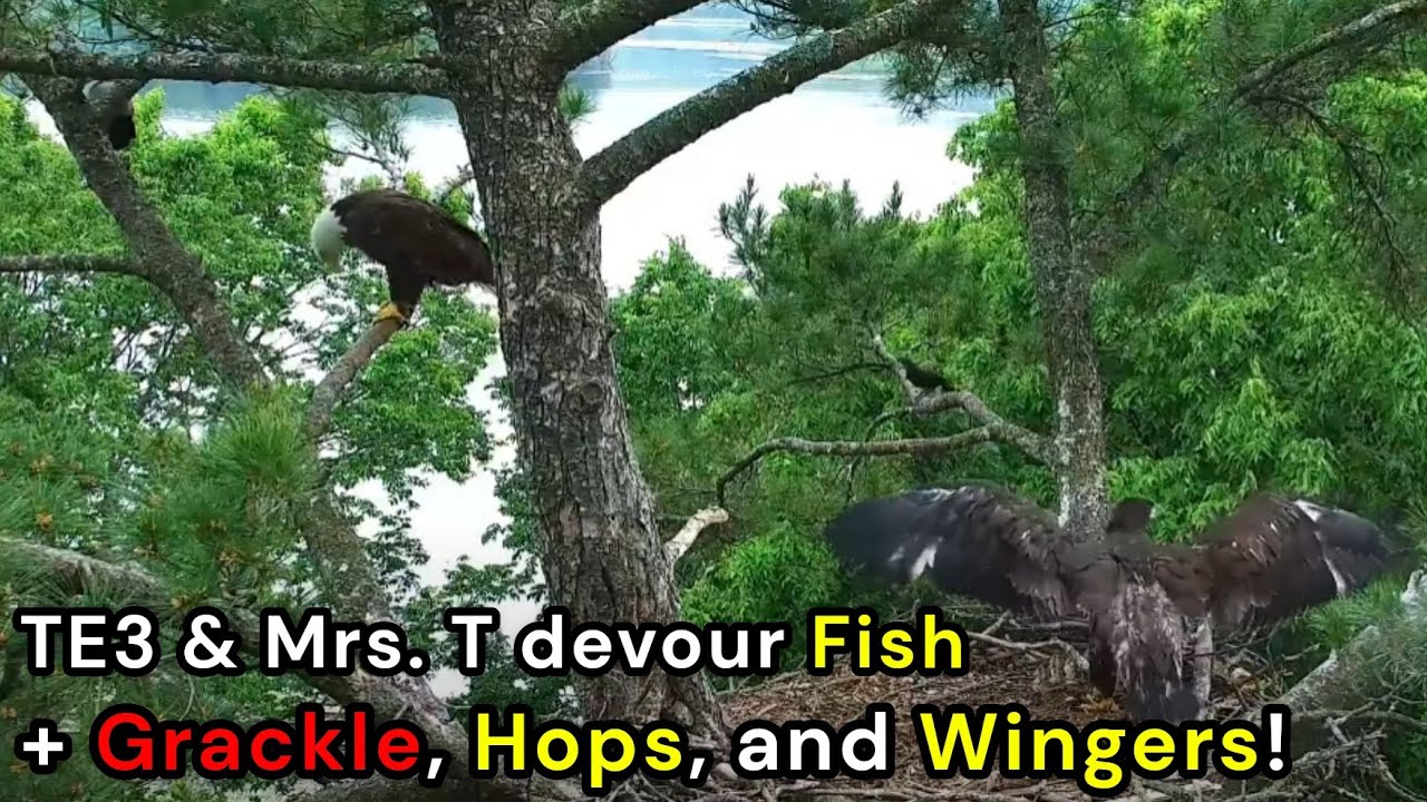 Devour Fish TE3 & Mrs. T devour Fish + Grackle, Hops, and Wingers! 6/7/25 - Mrs. T ...