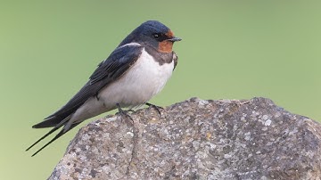 Swallow Nest in Emma