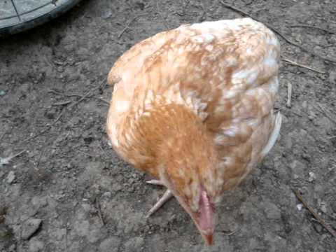 შერეული მეურნეობა