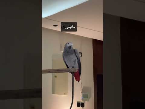 قصة حب بين كوكو وأليكسا سعيد بن تركي