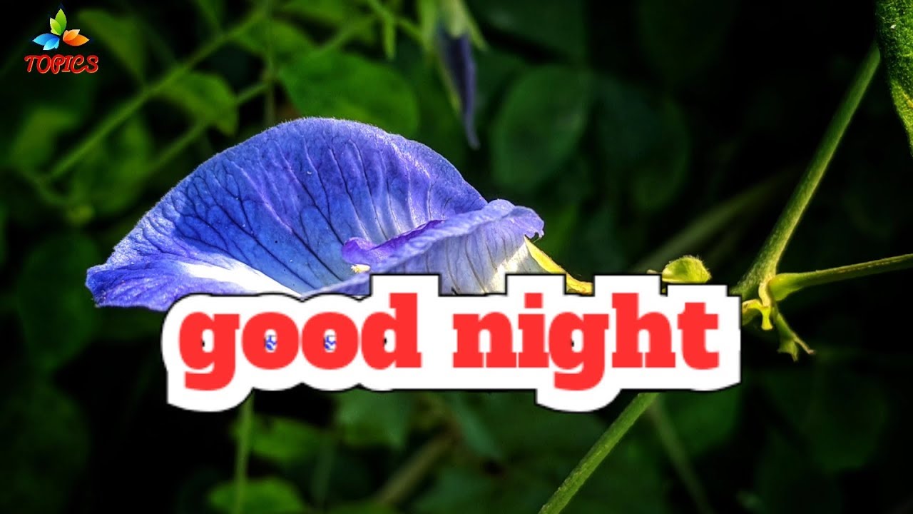 Good Night Message Youtube