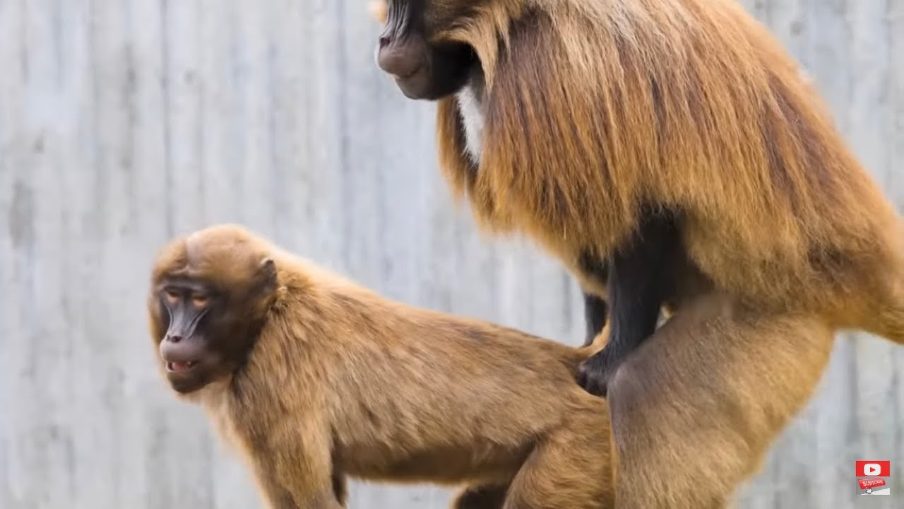 Baboon Having Sex Youtube 