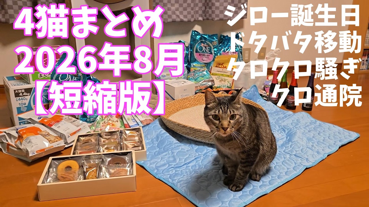 4-Cat Compilation: August 2026 Short Version, Jiro Turns 5, Moving