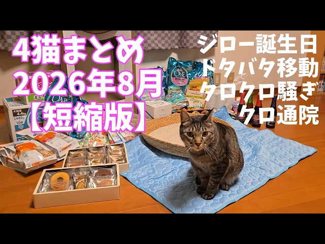 4-Cat Compilation: August 2026 Short Version, Jiro Turns 5, Moving