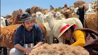 4° Encuentro de Esquila de Llamas y Alpacas