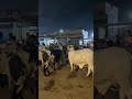 Protect yourself from scams #shorts #scammers #cattle #pakistan