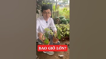 Bao giờ em mới lớn? Cẩm tú cầu thân gỗ cây nhỏ đây ạ, các bác đừng lo em nó lâu lớn ☎️: 092.291.6866