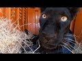 Black Leopard Nikita Update & Reunion | The Lion Whisperer