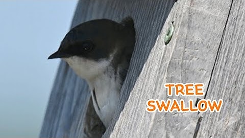TREE SWALLOW IN NESTING BOX