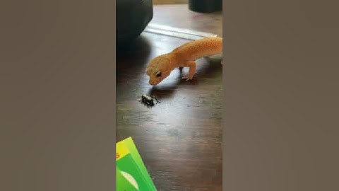 Cute Gecko Eats Cricket