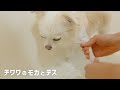チワワ犬の散歩→お風呂で足を洗う