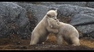 Polar bear cubs playing